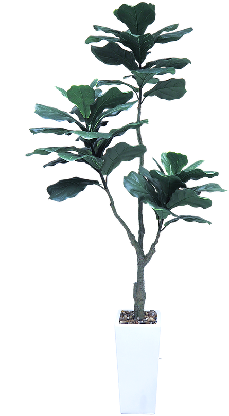 Potted Magnolia Plant PNG image