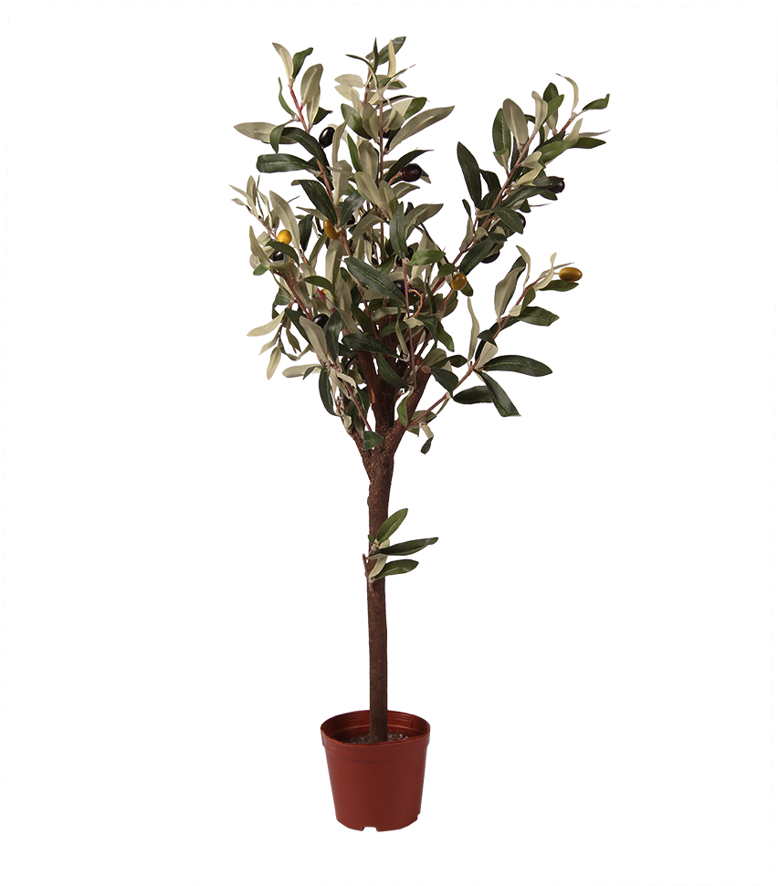Potted Magnolia Tree PNG image