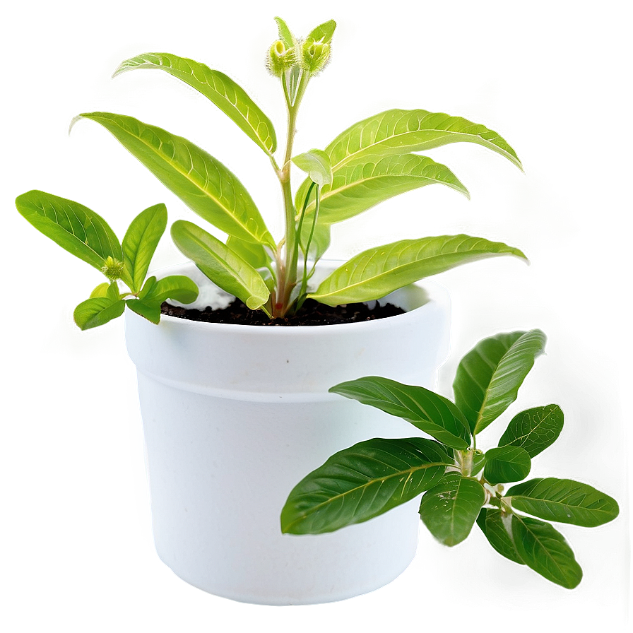 Potted Medicinal Plants Png 56 PNG image