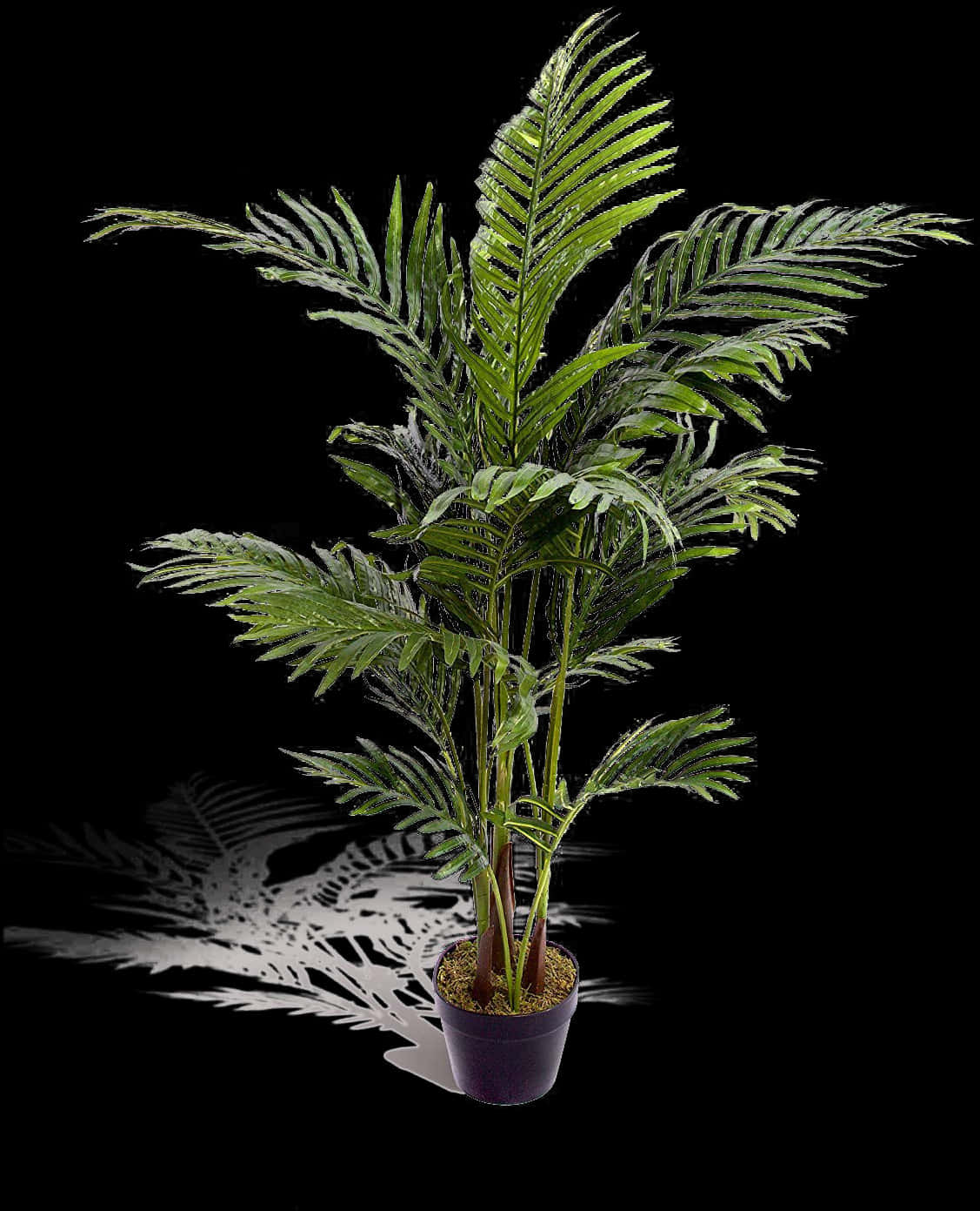 Potted Palm Plant Black Background.jpg PNG image