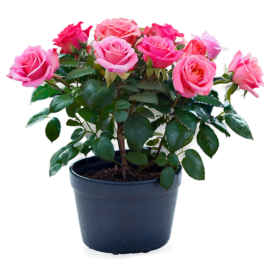 Potted Rose Plants Png 06122024 PNG image