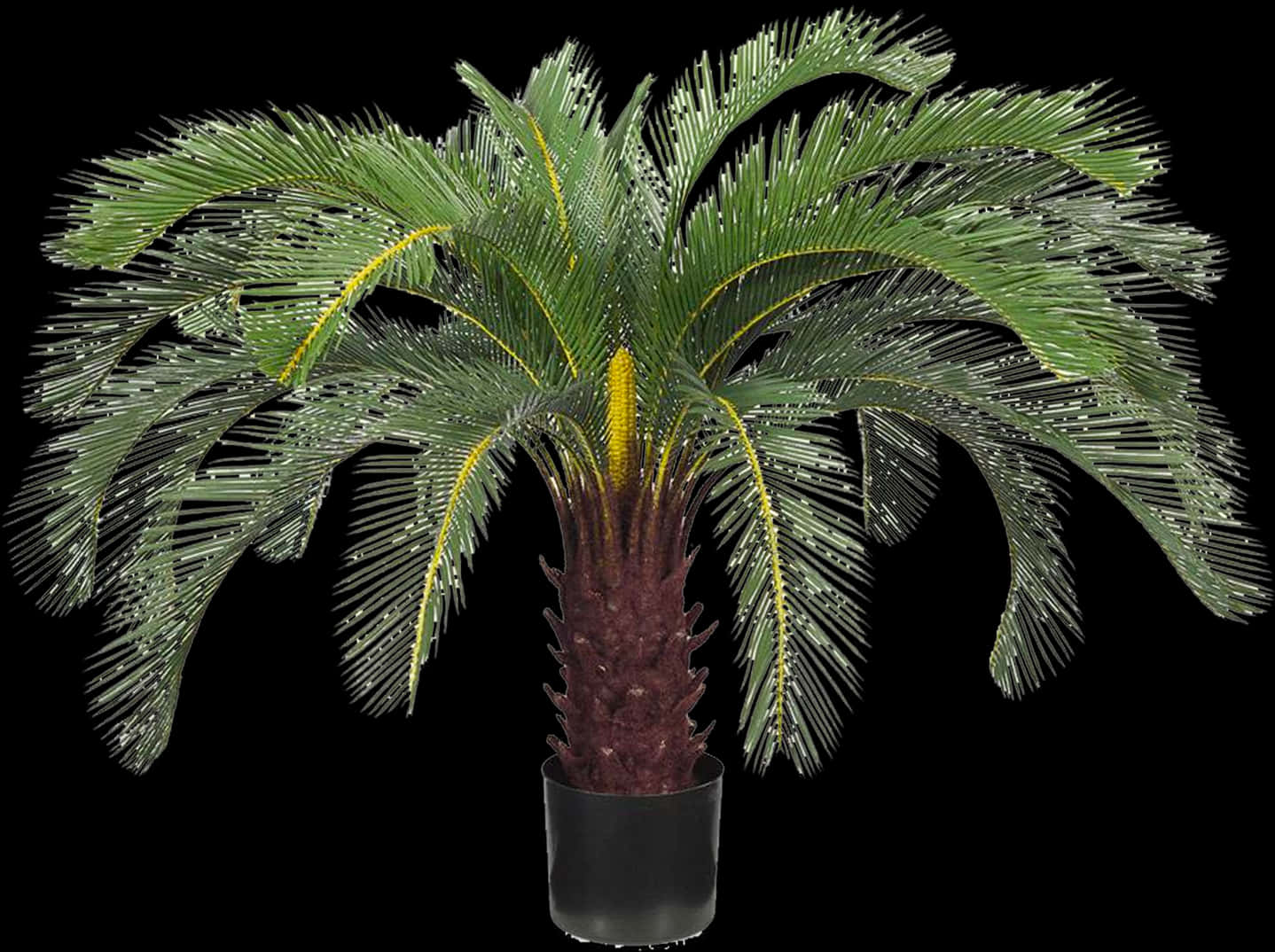 Potted Sago Palm Black Background.jpg PNG image