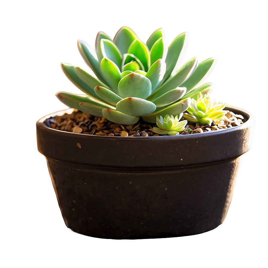 Potted Succulent Png 18 PNG image