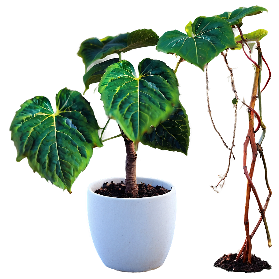 Potted Vine Plants Png Qep44 PNG image