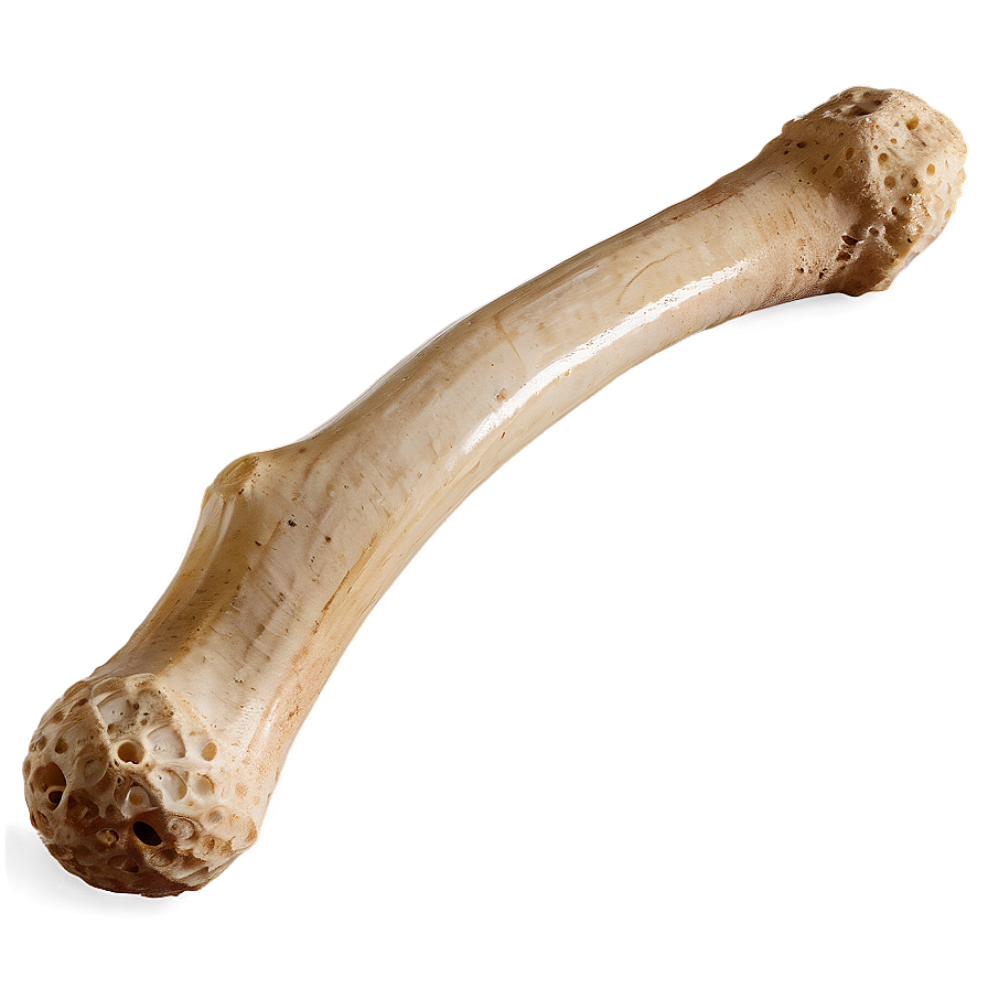 Prehistoric Animal Bone Png 05242024 PNG image