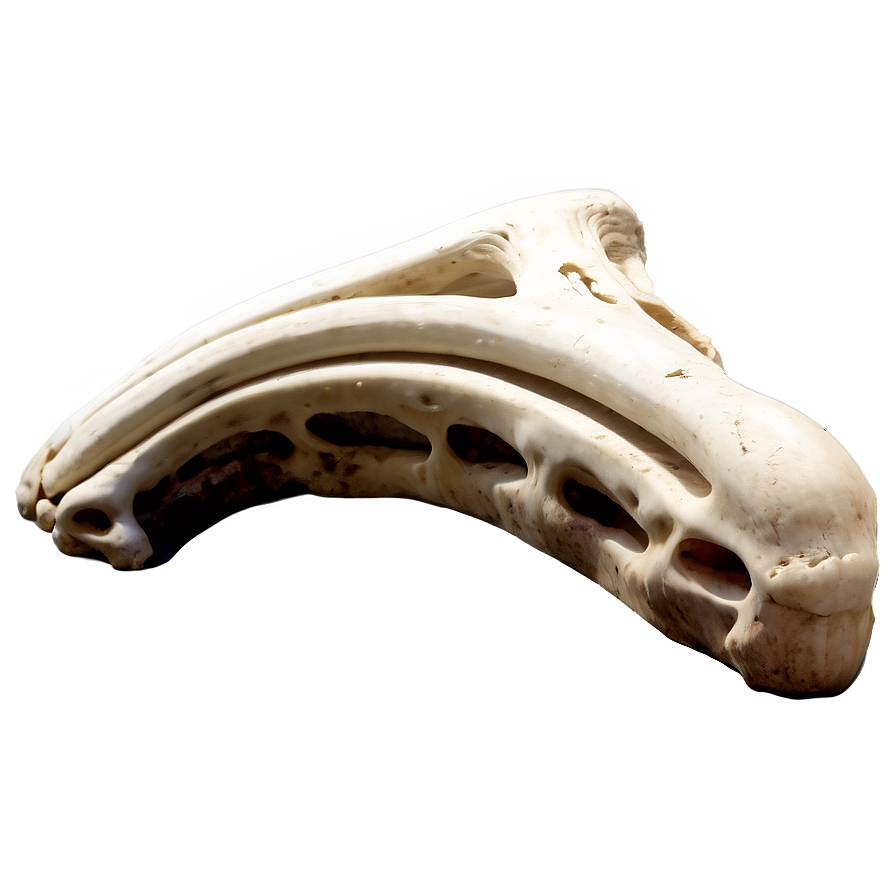 Prehistoric Animal Bone Png 34 PNG image