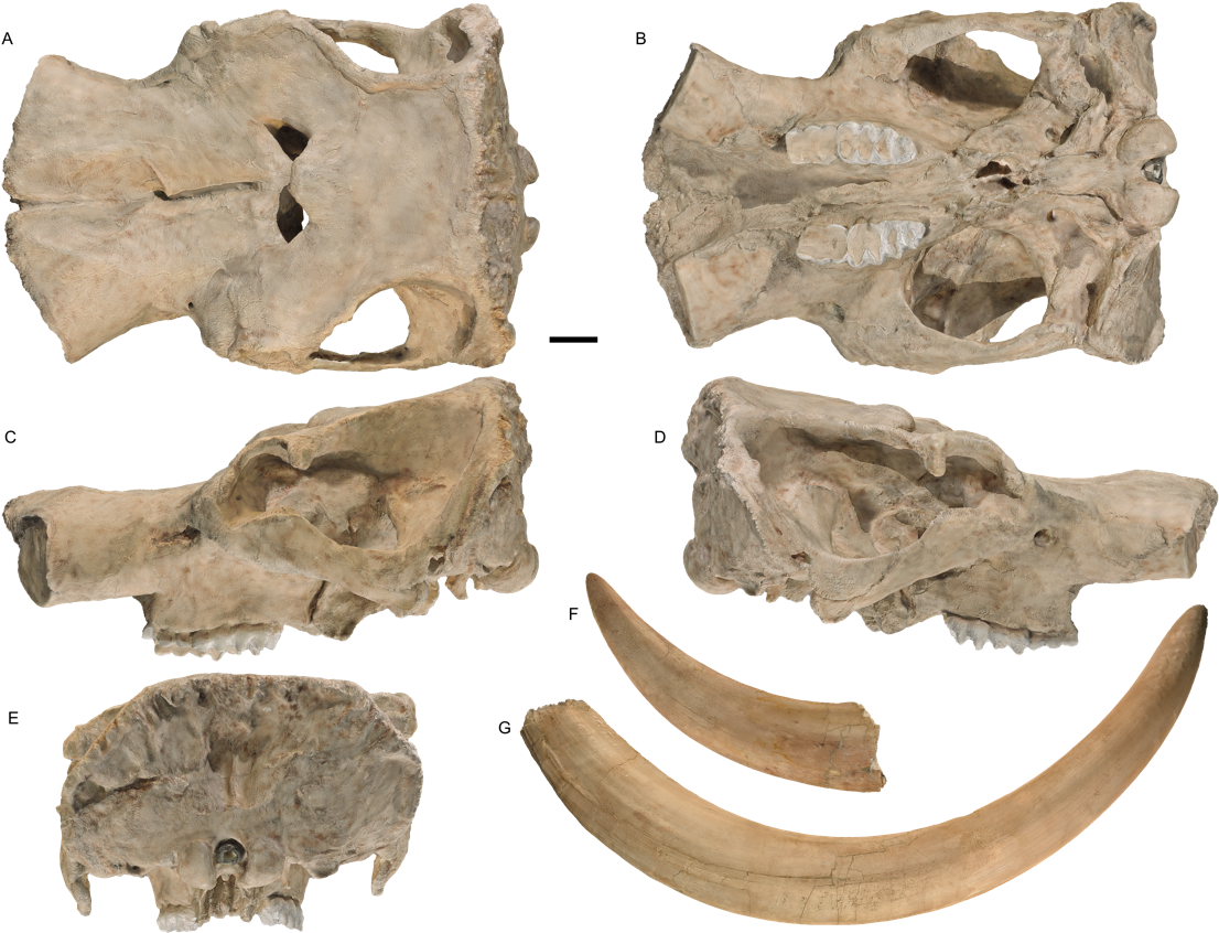 Prehistoric Skulland Tusks Fossil Collection PNG image