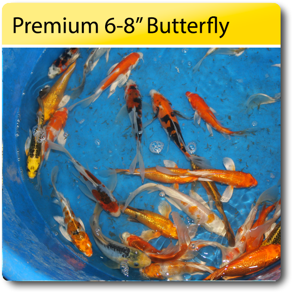 Premium Butterfly Koi68 Inch PNG image