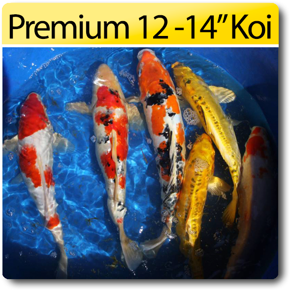 Premium Koi Fish1214 Inches PNG image