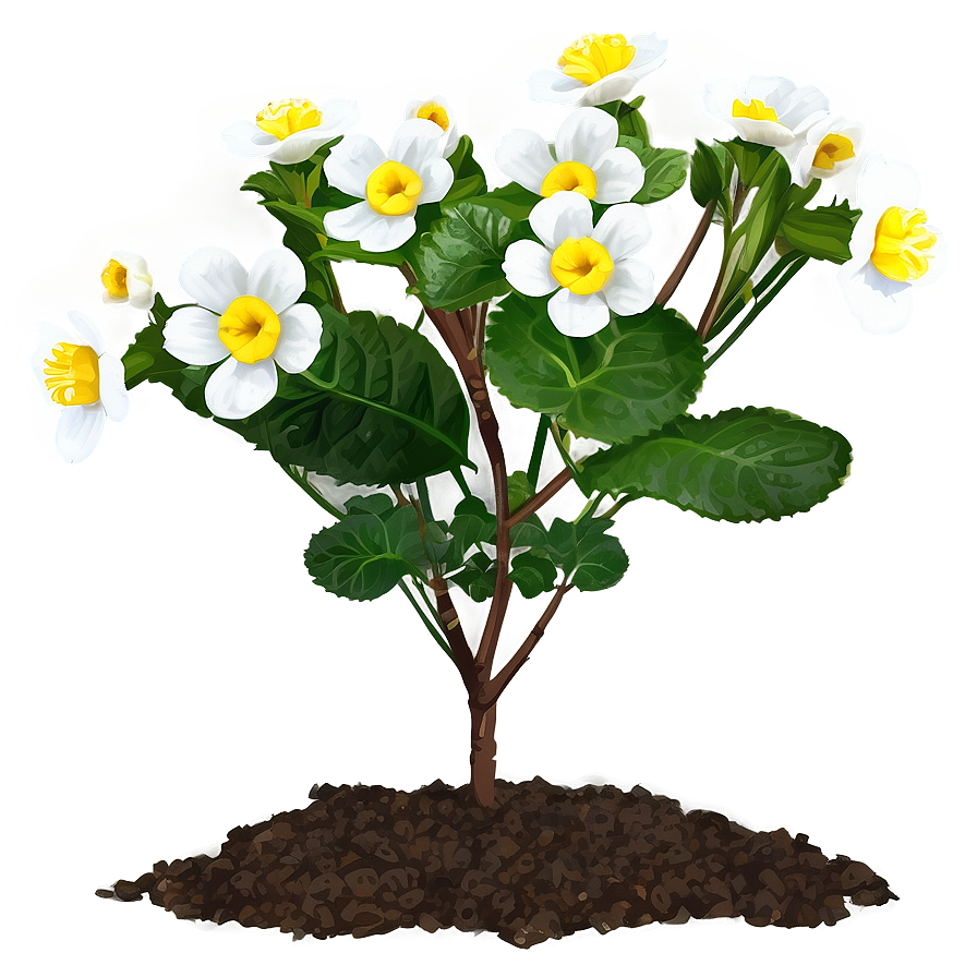 Primrose Flower Bush Png 06122024 PNG image