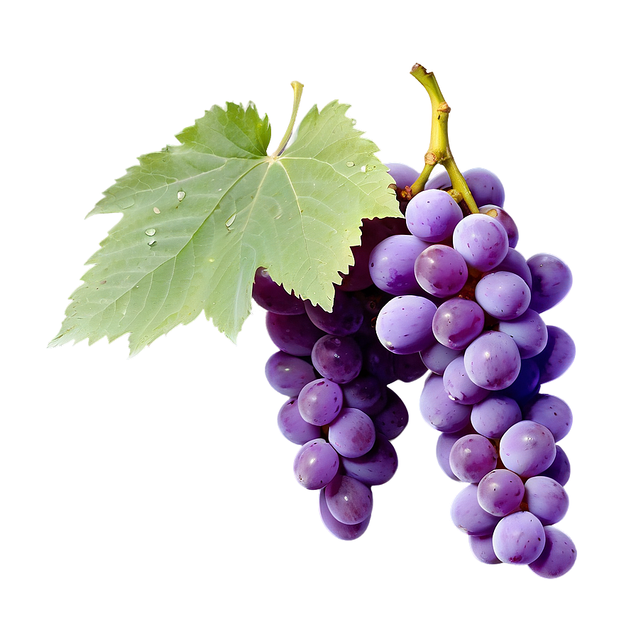 Pristine Condition Grape Png 75 PNG image
