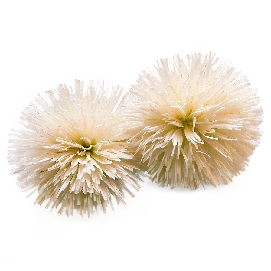 Professional Cheer Pom Poms Png 06282024 PNG image