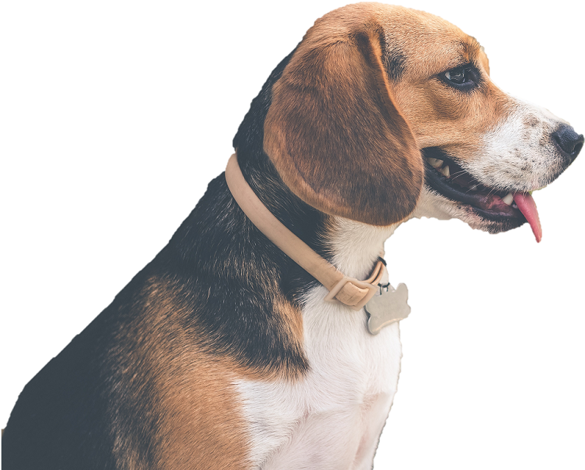Profileof Beagle Dogwith Collar PNG image