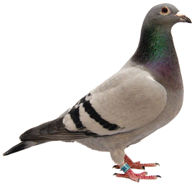 Profileof Gray Pigeonwith Banding Tag PNG image