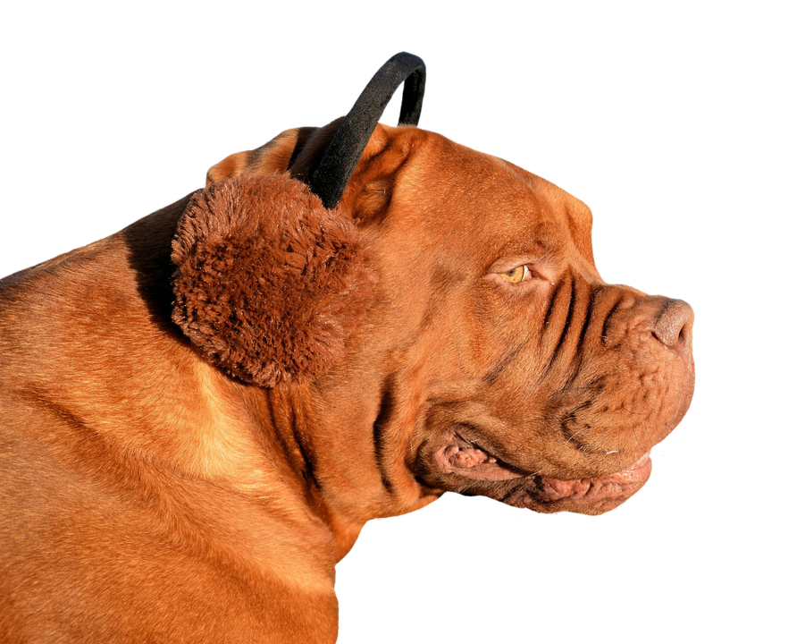 Profileof Mastiff Dogon Teal Background.png PNG image