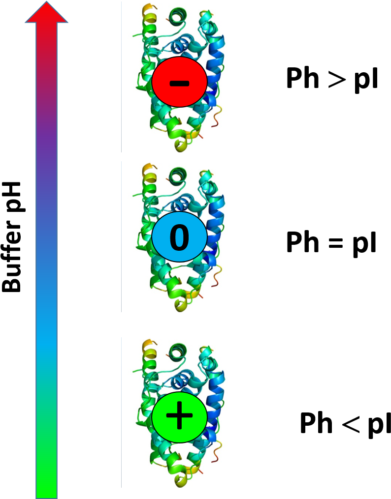 Protein Isoelectric Point Illustration PNG image