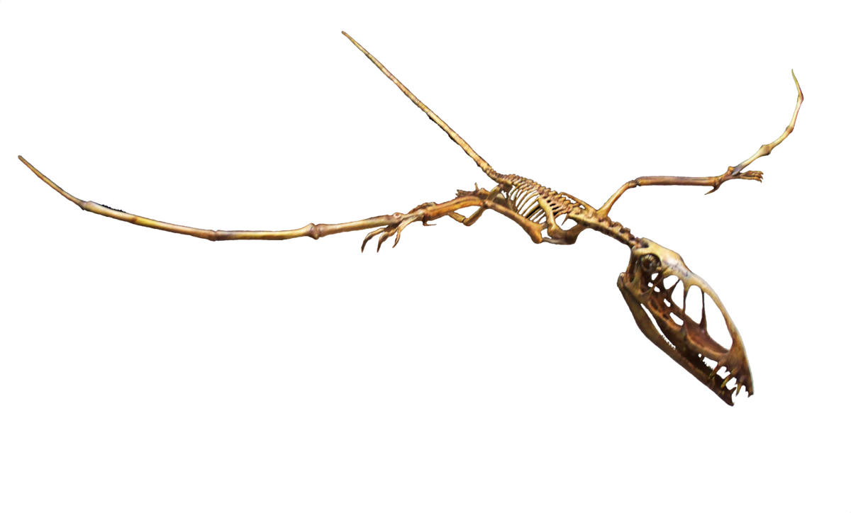 Pterosaur Skeleton Fossil PNG image