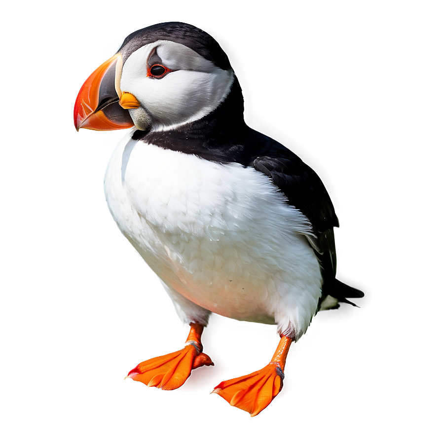 Puffin Bird Cute Png Gqg73 PNG image