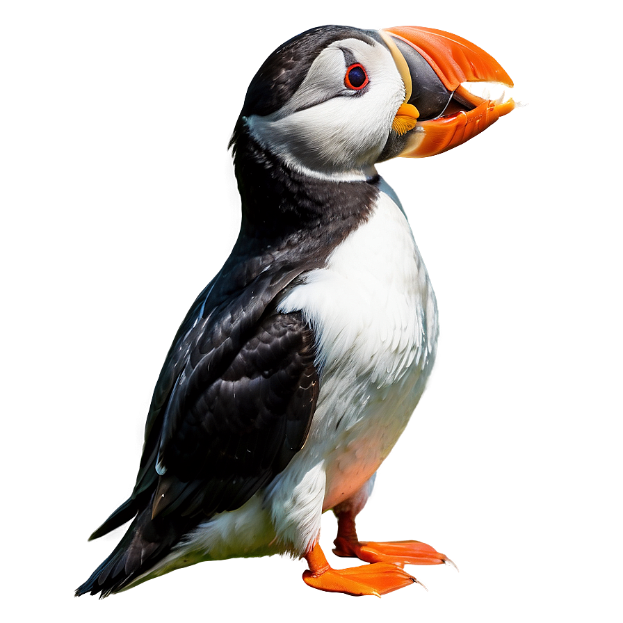 Puffin Eating Fish Png 06292024 PNG image