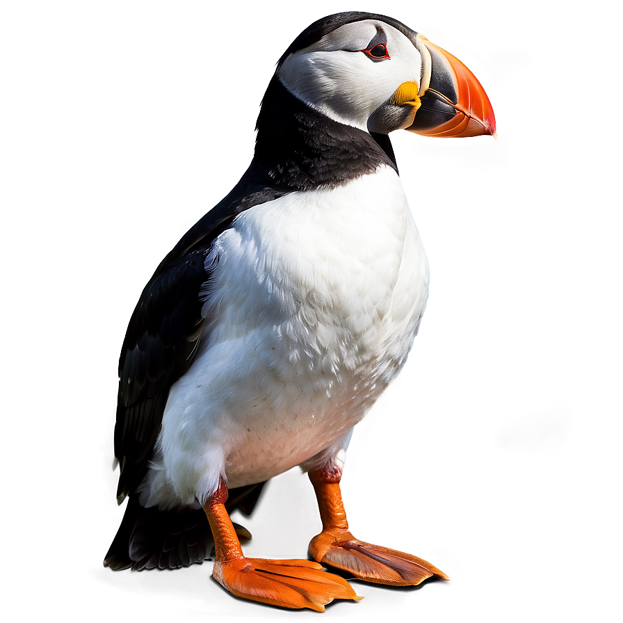 Puffin In Detail Png Jsn PNG image