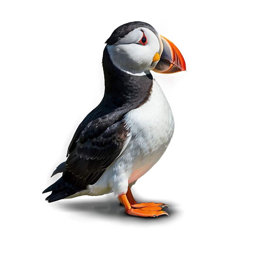 Puffin In The Arctic Png 14 PNG image