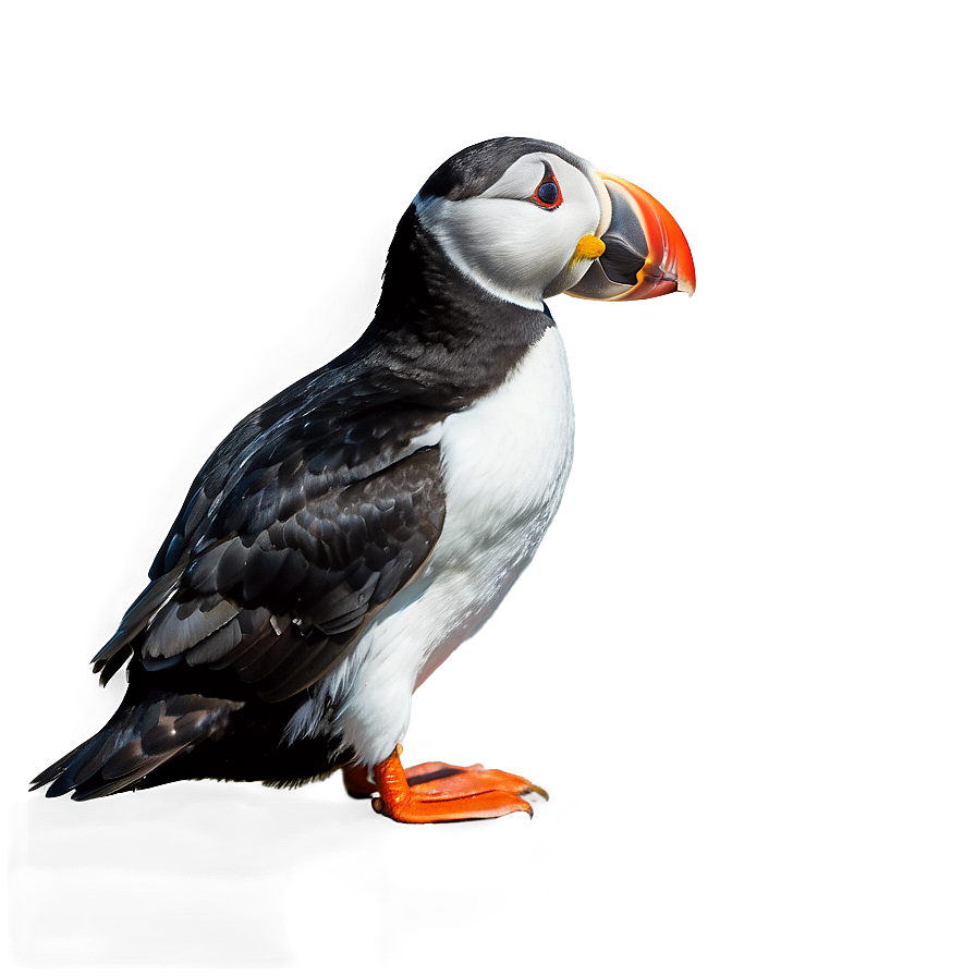 Puffin In The Arctic Png 88 PNG image