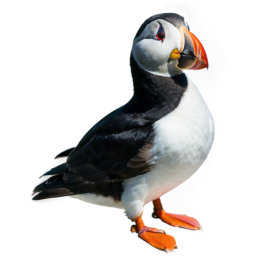 Puffin In The Arctic Png Por PNG image