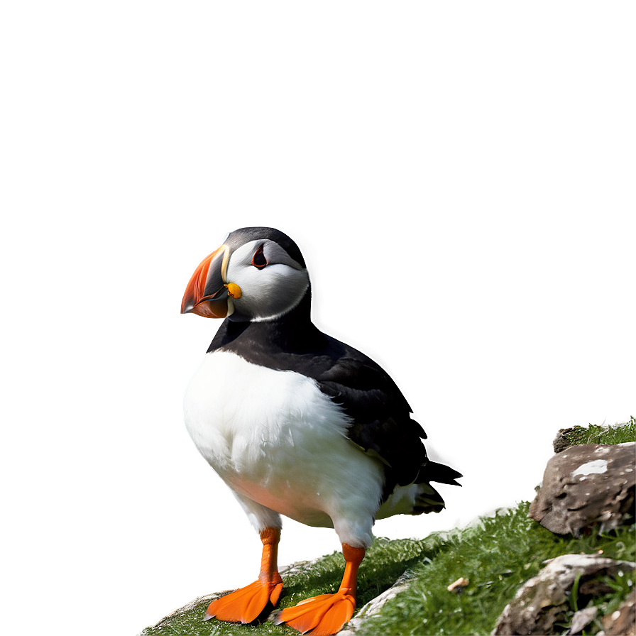 Puffin On Cliff Png Hbd PNG image