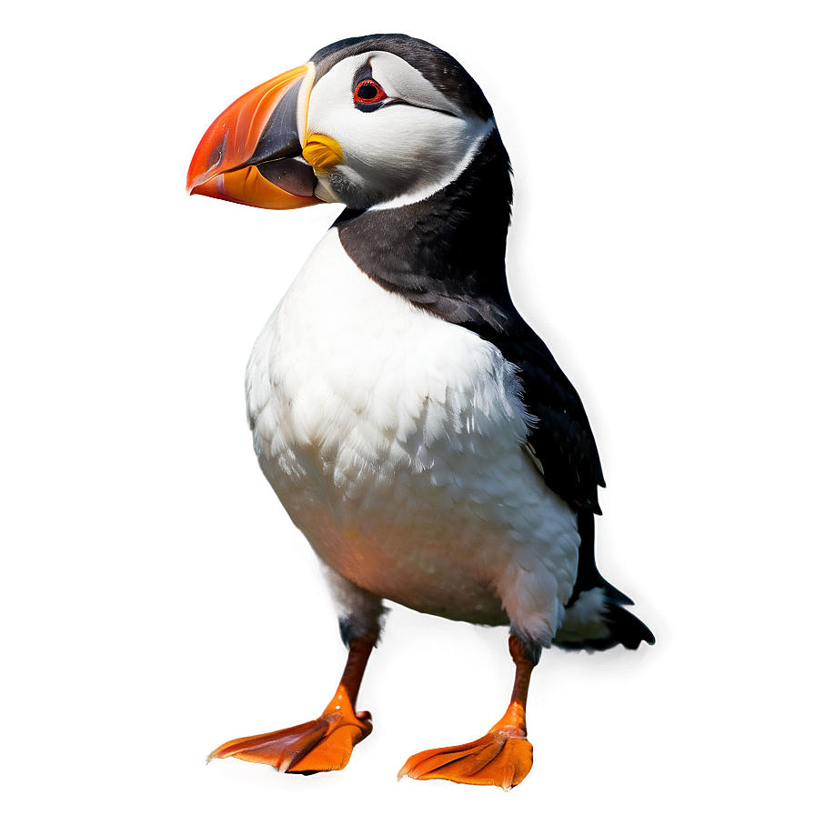 Puffin Standing Png 11 PNG image