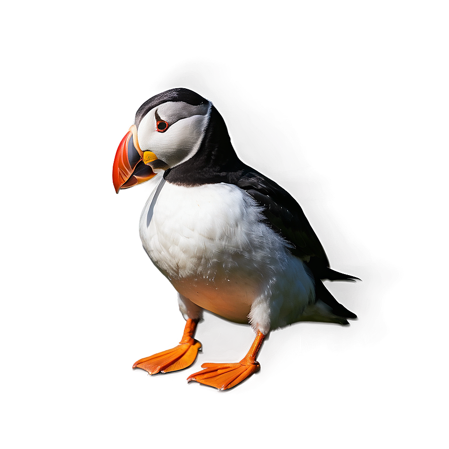 Puffin With Background Png Uuh52 PNG image