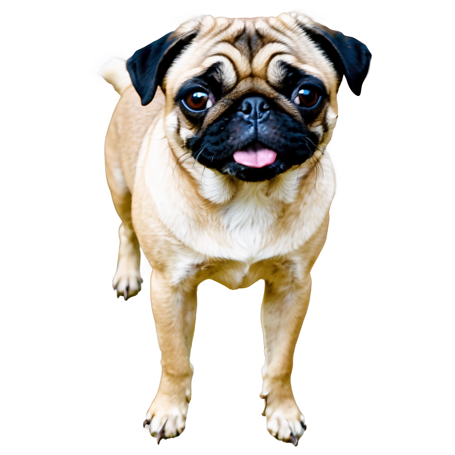 Pug Dog Silhouette Png 58 PNG image
