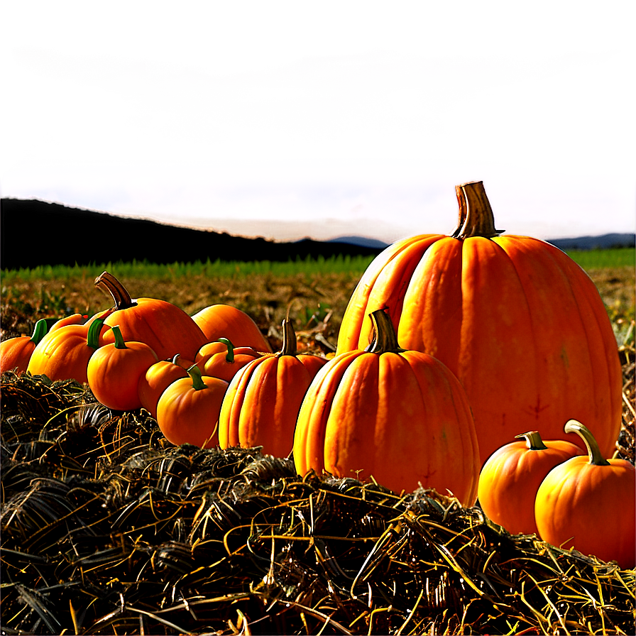 Pumpkin Patch Field Png 04292024 PNG image