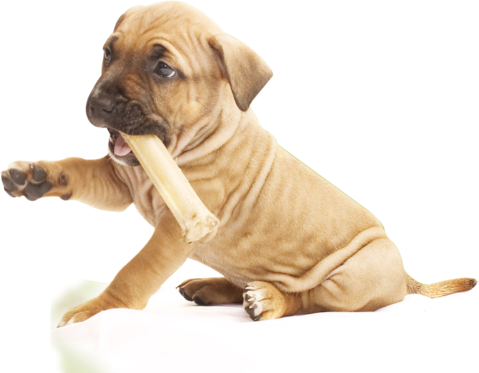 Puppy Chewing Bone PNG image