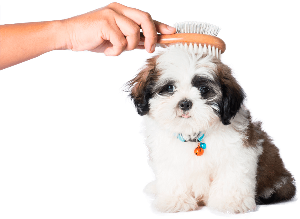 Puppy Grooming Session PNG image