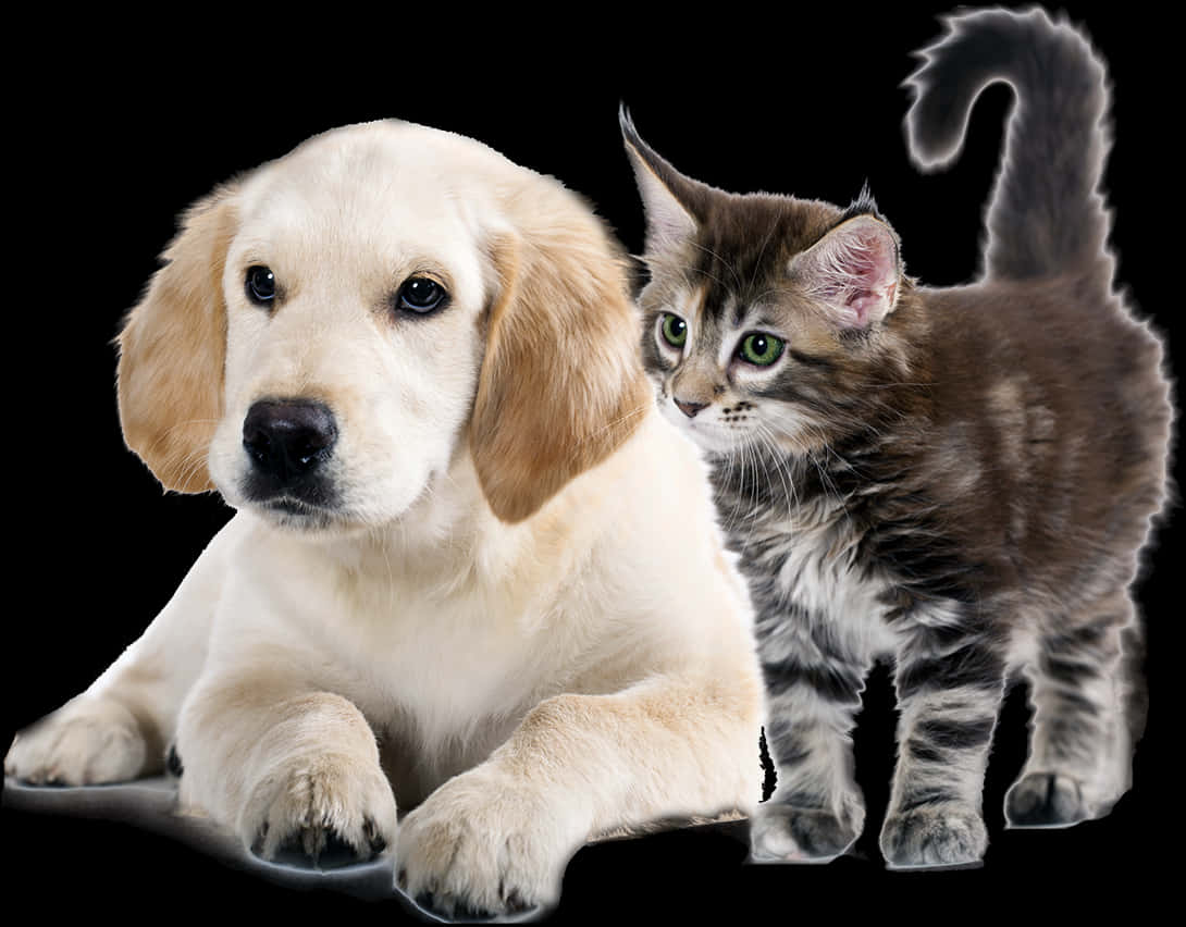 Puppyand Kitten Friends.jpg PNG image