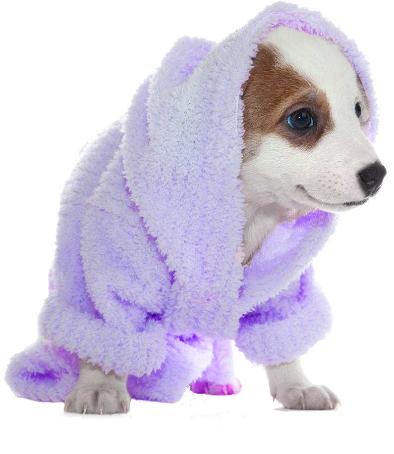 Puppyin Purple Bathrobe PNG image