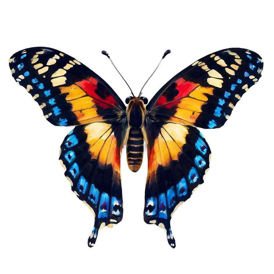 Pure Butterfly Image Png 06262024 PNG image