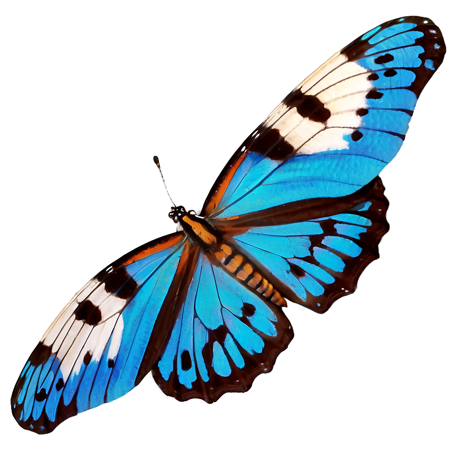 Pure Butterfly Image Png 06262024 PNG image