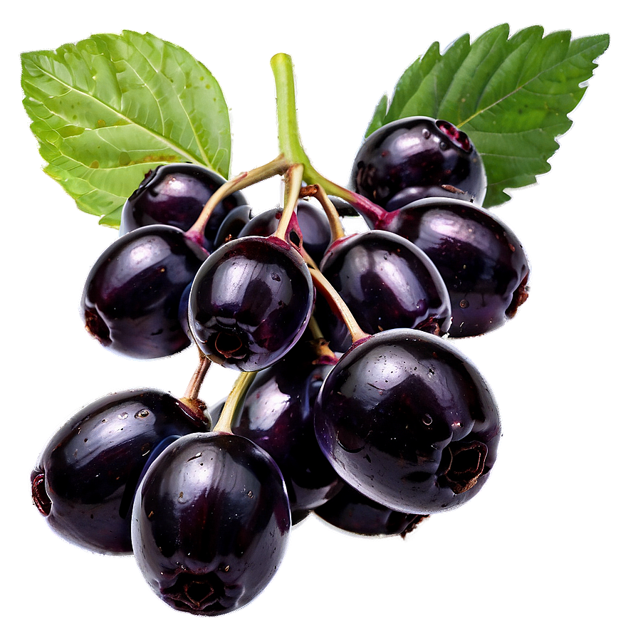 Pure Elderberry Png Fox PNG image