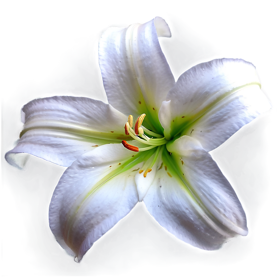 Pure White Lily Png 31 PNG image