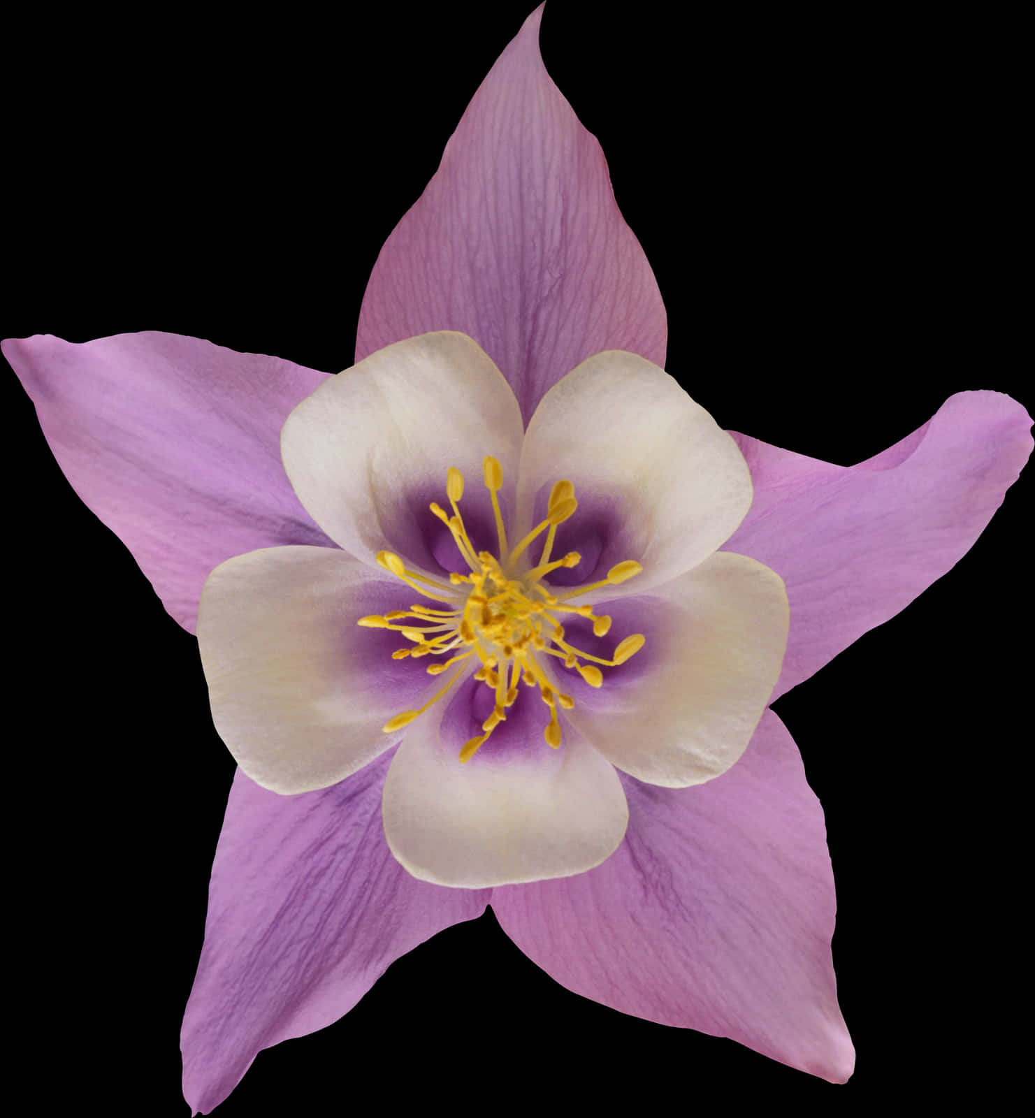 Purple Aquilegia Flower Black Background PNG image