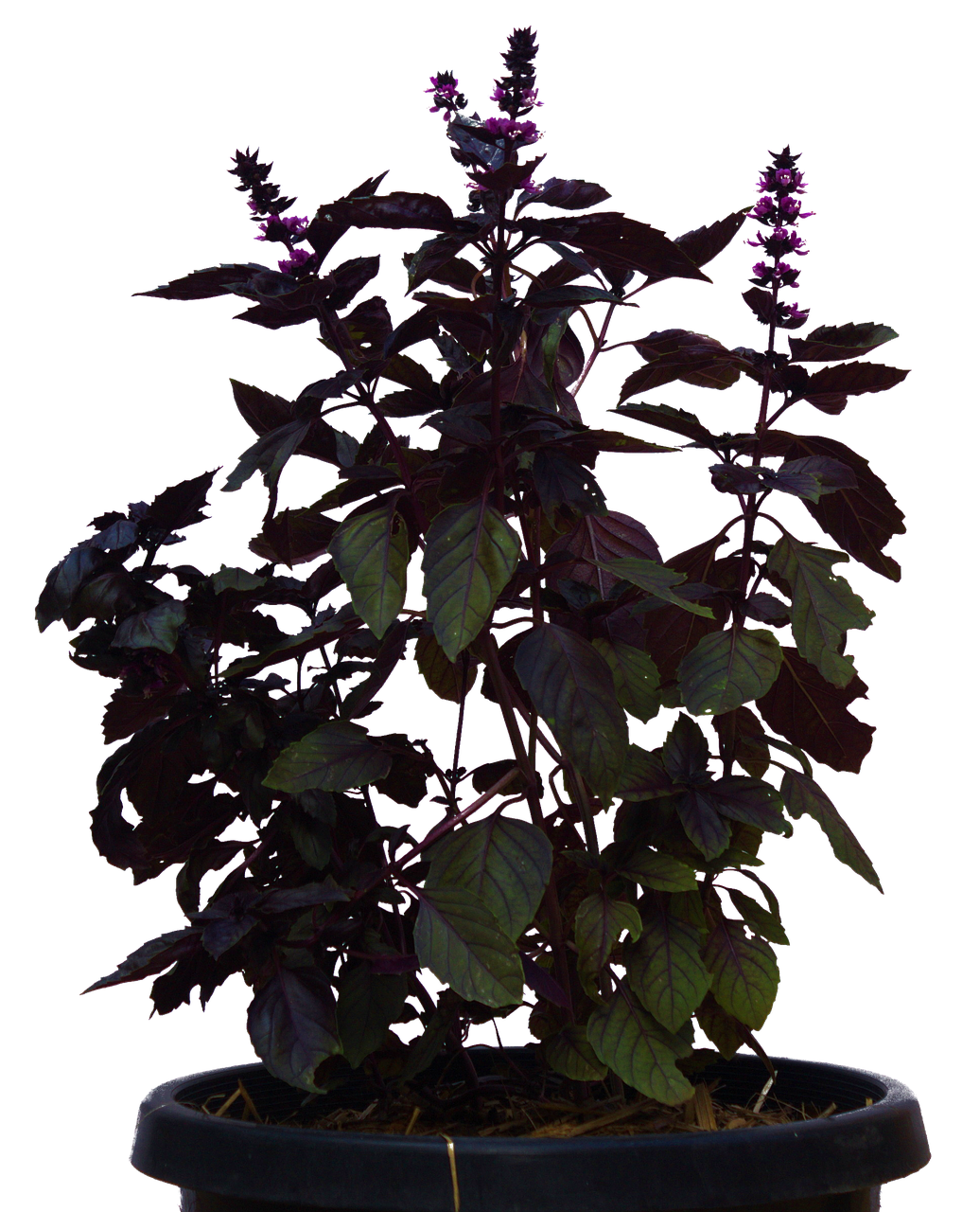 Purple Basil Plantin Pot PNG image