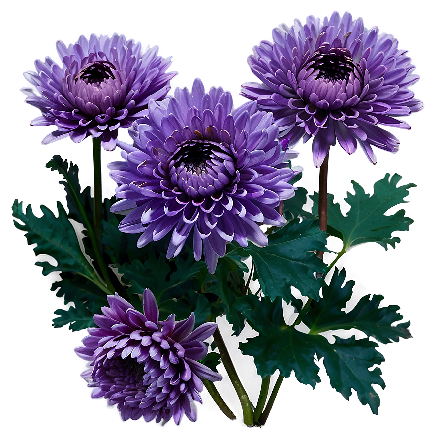 Purple Chrysanthemum Png 05242024 PNG image