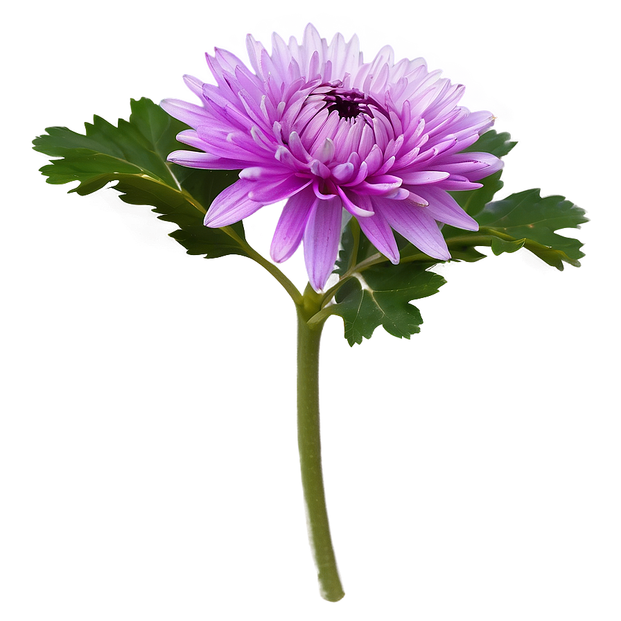 Purple Chrysanthemum Png 83 PNG image