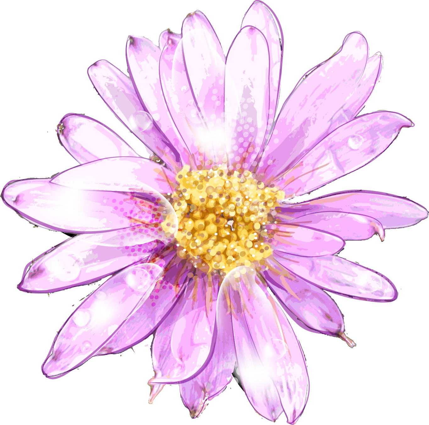 Purple Chrysanthemum Water Droplets PNG image