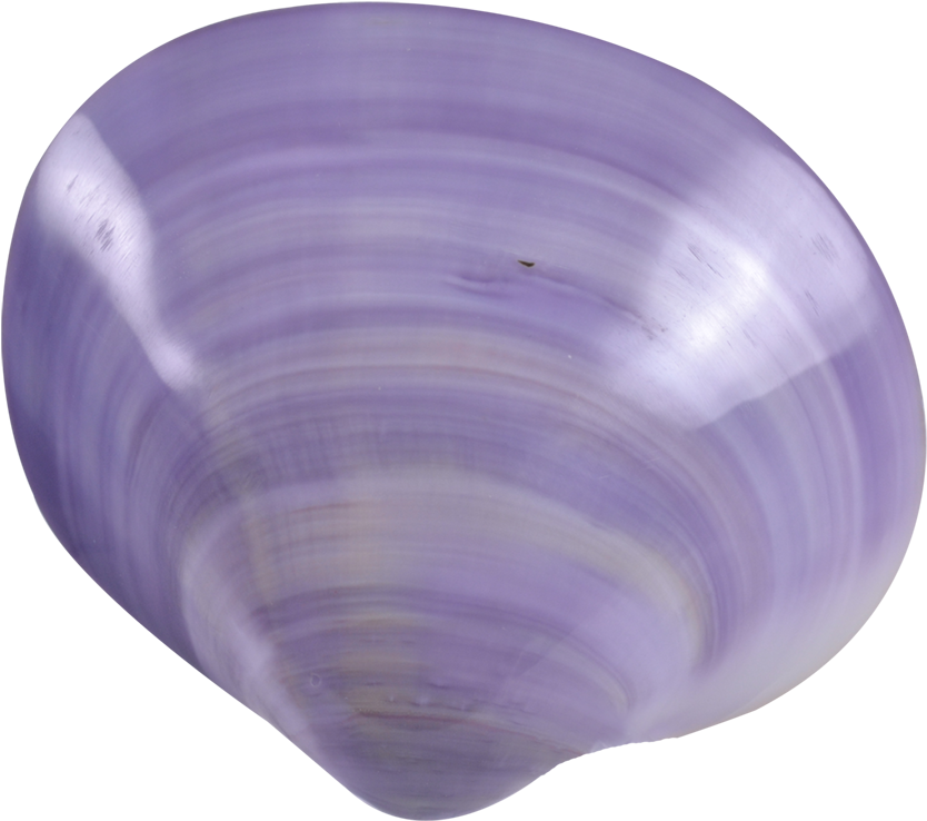 Purple Clam Shell PNG image
