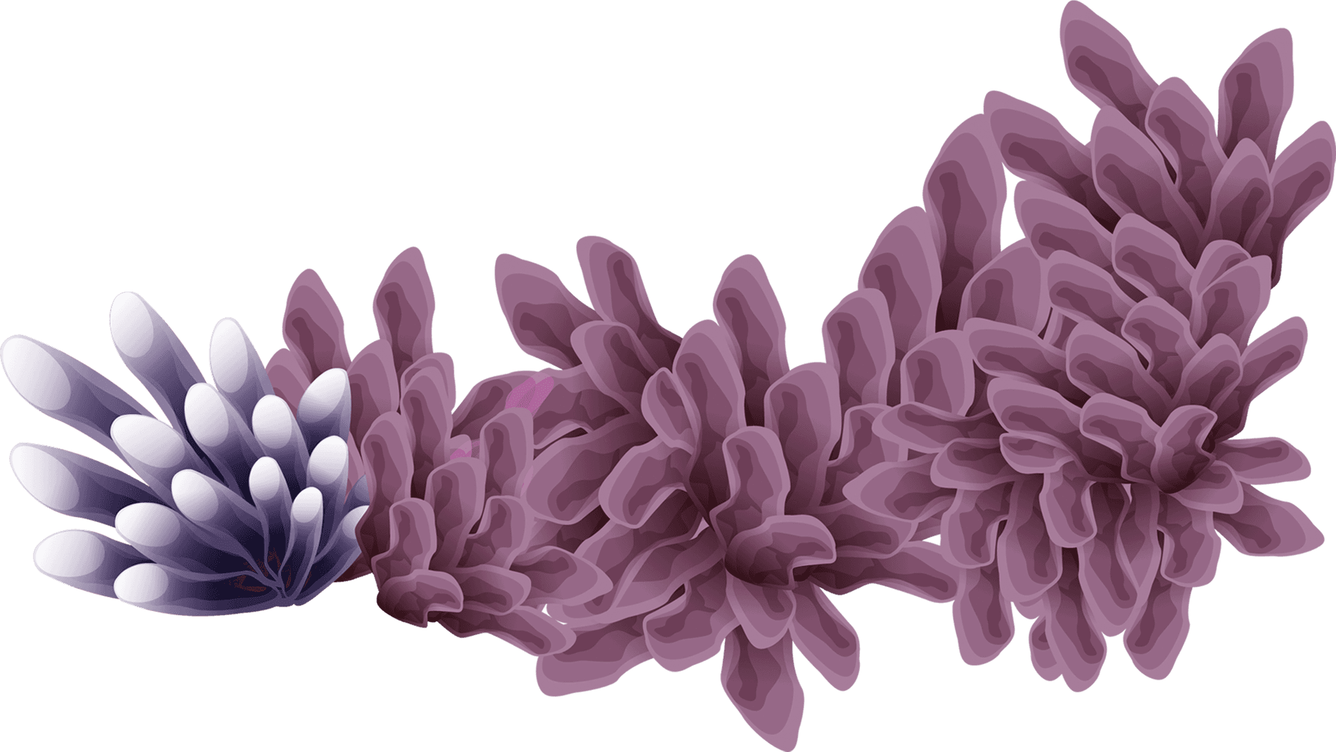 Purple Coral Illustration PNG image