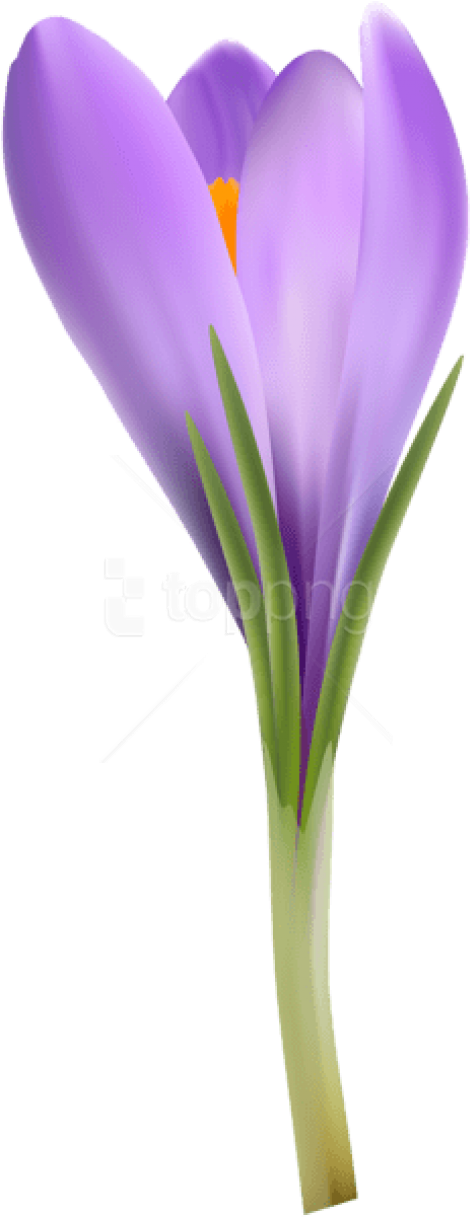 Purple Crocus Flower Spring Bloom PNG image