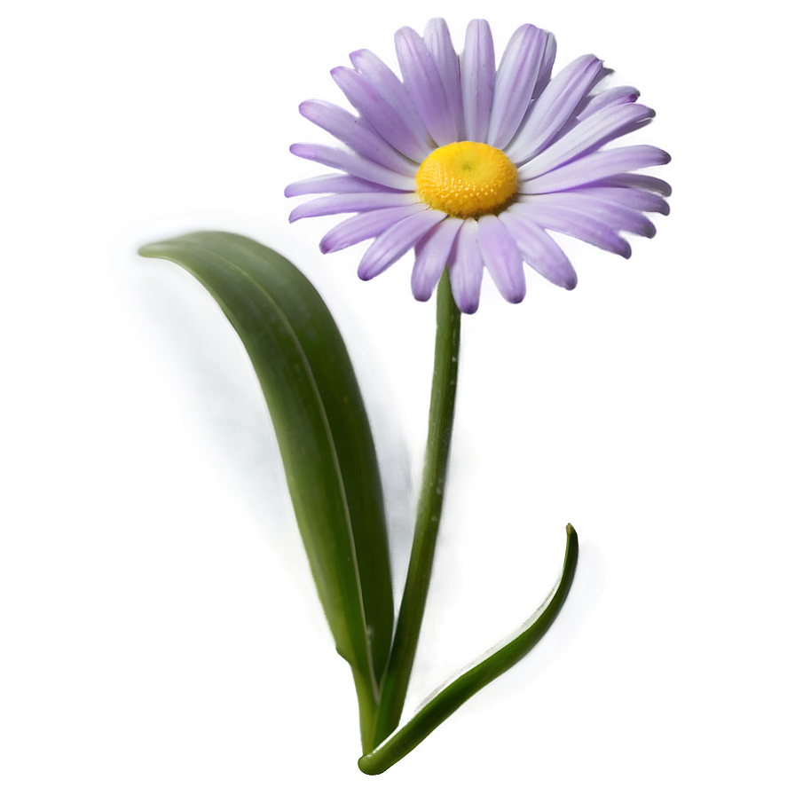 Purple Daisy Png 85 PNG image