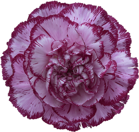 Purple Edged Carnation Flower PNG image
